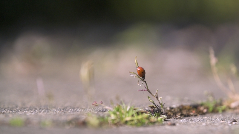 Kortfilmfestival Leuven - In the Company of Insects