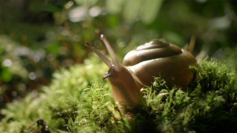 Kortfilmfestival Leuven - The Sound of a Wild Snail Eating