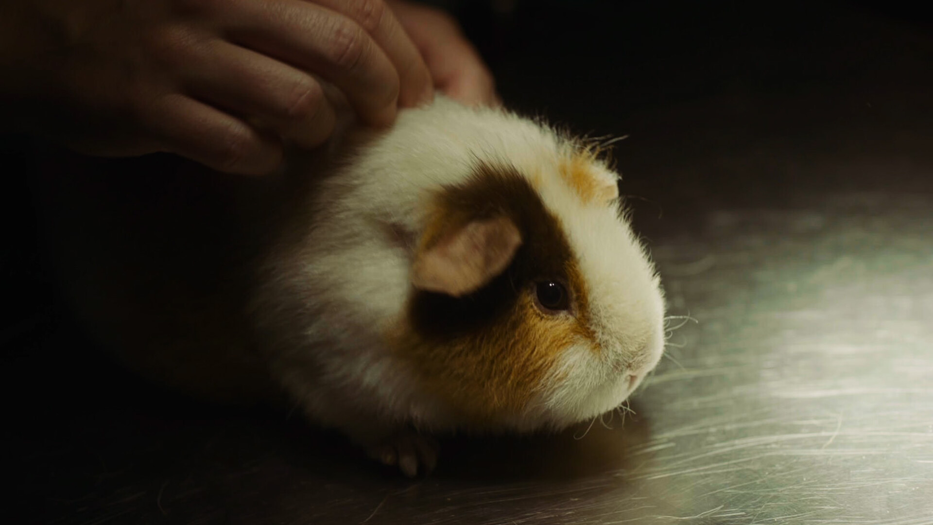 Kortfilmfestival Leuven - Inhumaan