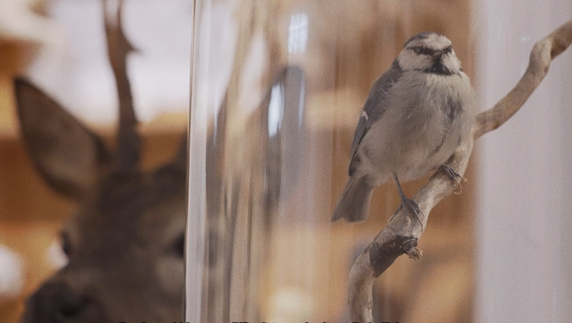 Kortfilmfestival Leuven - Signs of Life